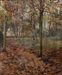 Sous-bois A L'automne