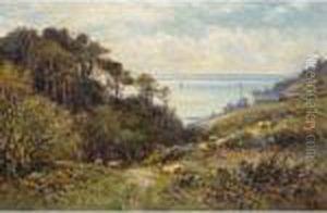 Coastal Ravine With Sheep Grazing