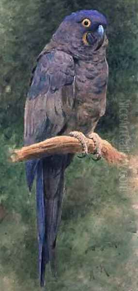 Hyacinth Macaw - view 1