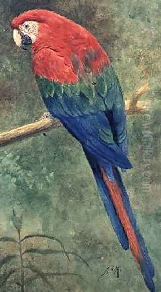 Red and Blue Macaw - view 1