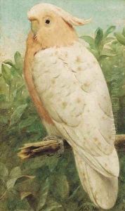 Pink cockatoo