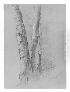 Study of Birch Trunks (Scribners') by Jervis McEntee