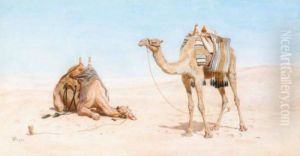 Camels Resting In The Desert