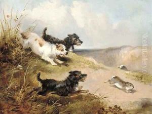 Terriers rabbiting Terriers rabbiting