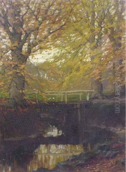 Herfstgoud: Beech Trees In Autumn - view 1