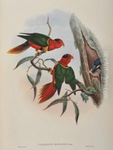 Charmosyna Margaritae