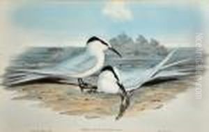 Sterna Melanauchen