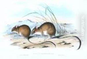 Hapalotis Longicaudata (long Tailed Hopping Mouse)