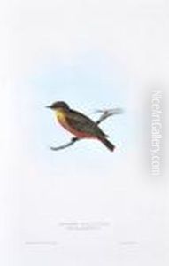 Musicapa Grisola (spotted Flycatcher)