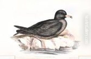 Puffinus Carneipes (fleshy Footed Petrel)