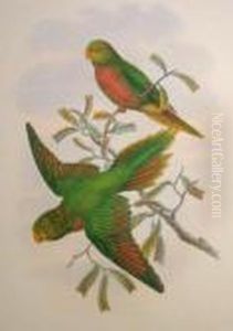"trichoglossus Musschenbroekii"