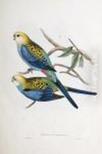 Platycherus Palliceps