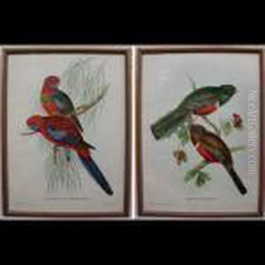 Bird Studies