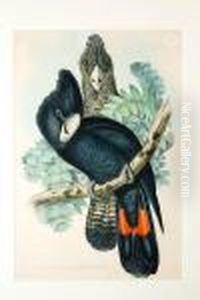 Great-billed Black Cockatoo (calyptorhynchus Macrohynchus)