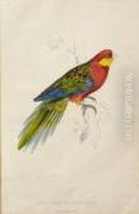 Stanley Parakeet Stanley Parakeet