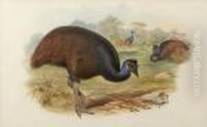 Bennet's Cassowary (whole Figure)