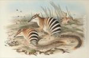 Banded Myrmecobius (myrmecobius Fastiatus)