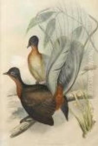 Albert Lyre-bird (menura Alberti)