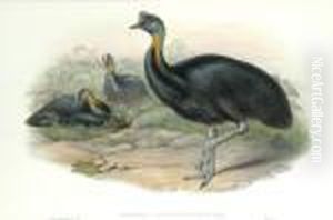 Casuarius Uniappendiculatus