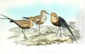 Glareola Grallaria