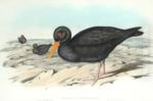 Haematopus Fuliginosus