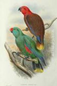 Eclectus Riedeli