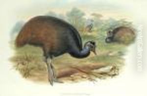 Casuarius Bennetti