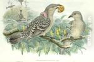 Chlamydoders Orientalis