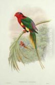 Charmosyna Papuensis