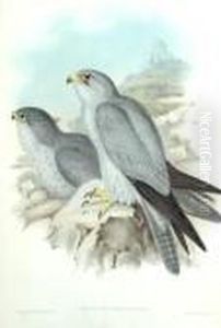 Falco Hypoleucus