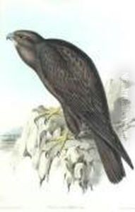 Falco Subniger