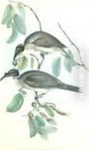 Tropidorhynchus Corniculatus