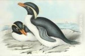 Eudyptes Chrysocome Eudyptes Chrysocome