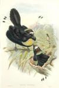 Parotia Sexpennis