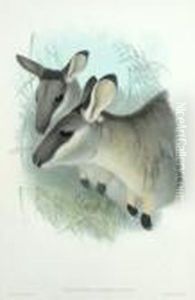 Halmaturus Manicatus