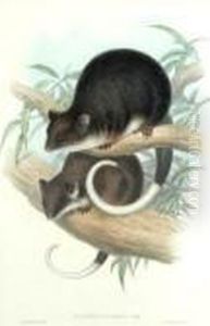 Phalangista Viverrine Phalangista Viverrine