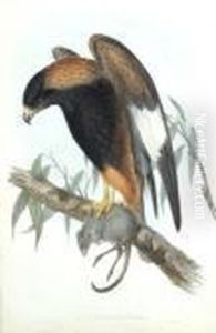 Buteo Melanosternon Buteo Melanosternon