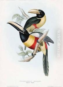 Pteroglossus Aracari