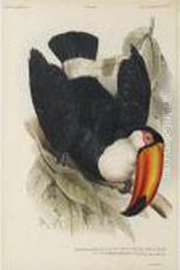 A Monograph Of The Ramphastidae A Monograph Of The Ramphastidae
