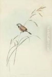 And Henry Richter Poephila Cincta Lithograph 48 X 33cm