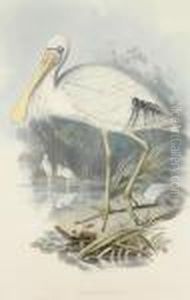 Platalea Flavipes