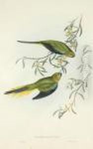 Euphema Elegans