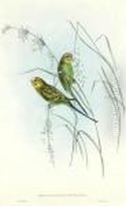Parakeet