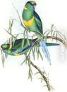Barnard'sparrakeet Barnard'sparrakeet