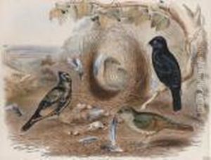 Ptilonorhynchus Holosericeus Ptilonorhynchus Holosericeus