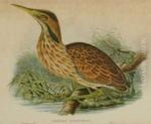 Botaurus Lentiginosusaustralian Brown Bittern Botaurus Lentiginosusaustralian Brown Bittern