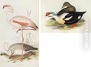 The Birds Of Europe