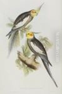 The Birds Of Australia And The Adjacent Islands