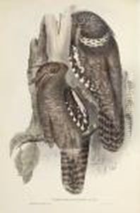 Icones Avium, Or Figures And 
Descriptions Of New And Interesting Species Of Birds From Various Parts 
Of The World