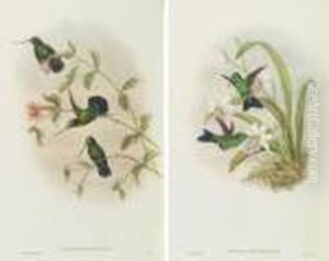 A Monograph Of The Trochilidae, Or Family Of Humming-birds